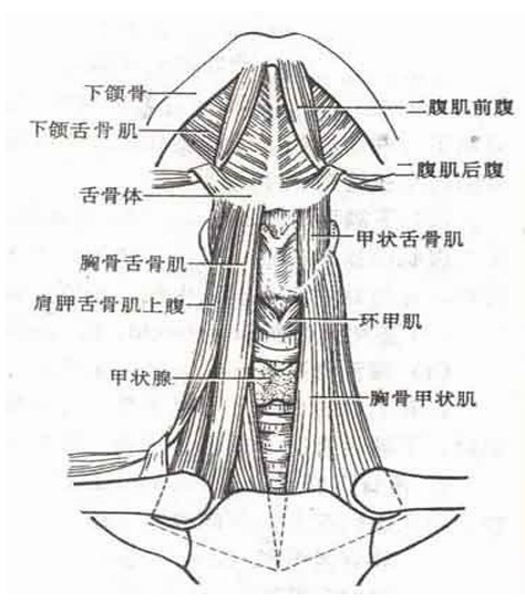 喉頭外筋群